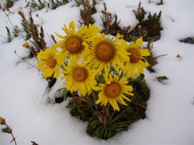 sunflowers on snow