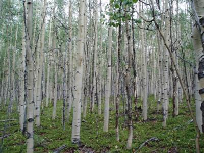 aspen on the trail