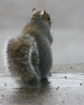 Squirrel I.jpg