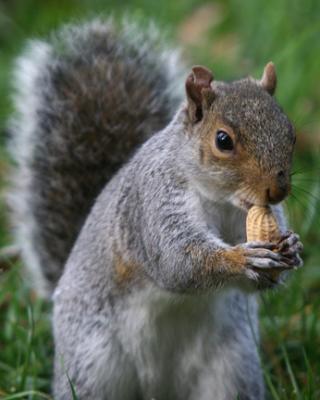 Squirrel III.jpg