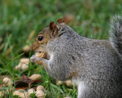 Squirrel IV.jpg