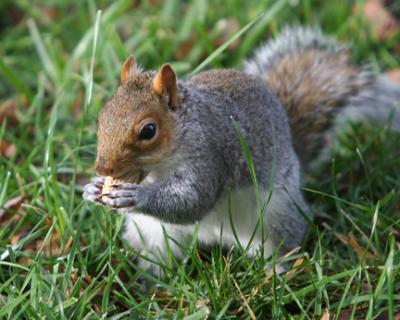 Squirrel VI.jpg