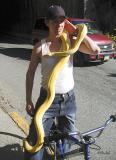 There are Snakes in Alaska!