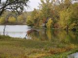 Giraffe in Autumn