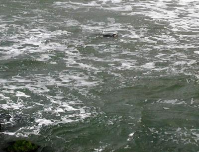 P2024891_SealIF_Crpd.jpg
