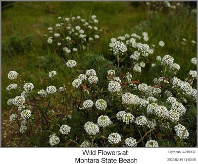 0P2155136_LotsWhteFlwrs.jpg