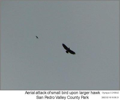 0P2155153_HawkAttack_Crpd.jpg