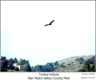0P2155157_TurkeyVultureIF.jpg