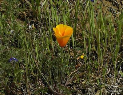 0P3095684_Poppy_Crpd.jpg