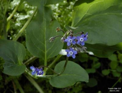0P3095698_BlueFlwrs_Crpd.jpg