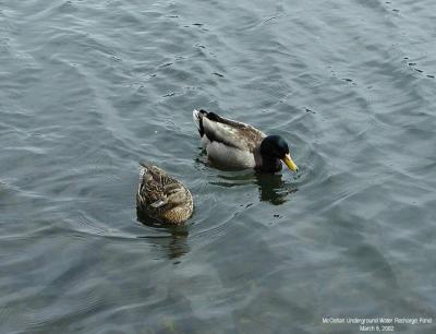 0P3095702_PairDucks_Crpd.jpg