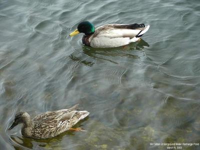 0P3095705_PairDucks.jpg