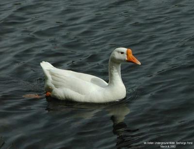 0P3095706_Goose_Crpd.jpg