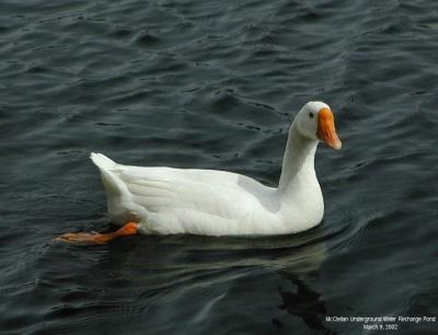 0P3095707_Goose_Crpd.jpg