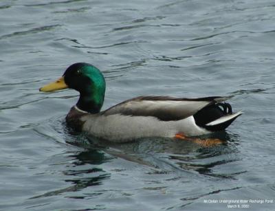 0P3095712_Mallard_Crpd.jpg
