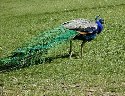 0P3246174_Peacock_Crpd.jpg