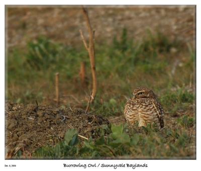 Burrowing Owl at the Sunnyvale Baylands