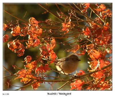 Bushtit