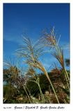 Tall Grasses at the Gamble Garden Center