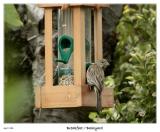 Breakfast at the Birdfeeder