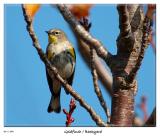 Goldfinch visits the yard