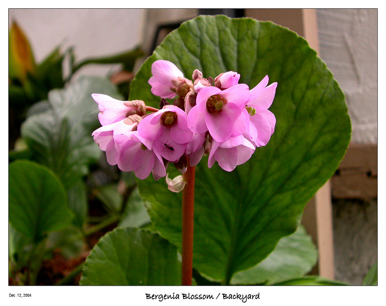 Bergenia blossoms