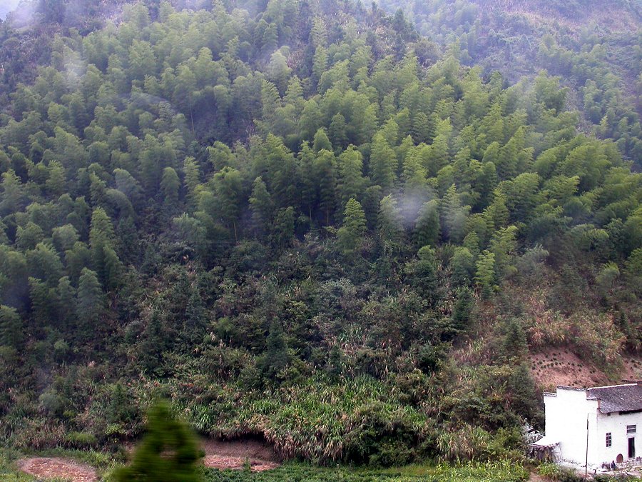 DSCN1105_BambooHillsides.jpg