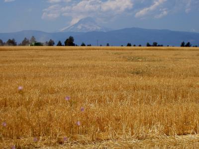 Mt. Hood and a hay (I mean oat) field
