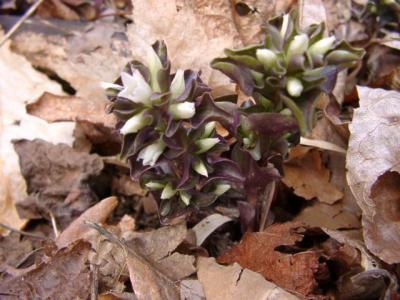 Obolaria virginica (Pennywort)