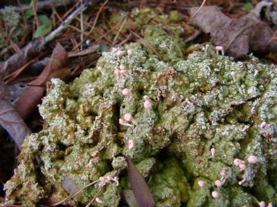 Pink lichen, Station Cove SC