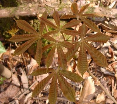 Aesculus sylvatica/octandra (Buckeye) new leaves