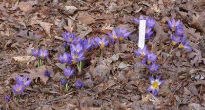 Iris seiberi 'Tricolor'