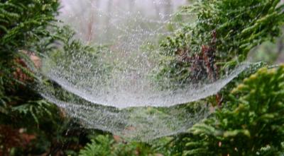 spiderweb on Cryptomeria japonica 'Tansu'