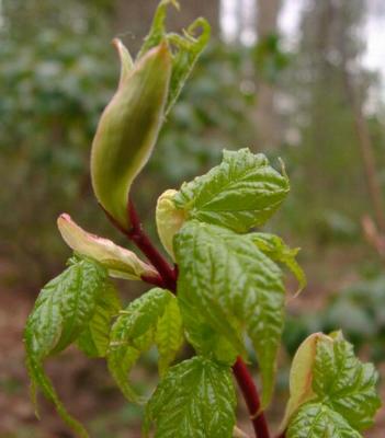 Acer koreana new leaves