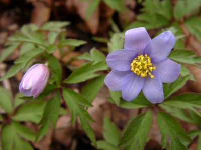 Anemone nemorosa 'Greer'