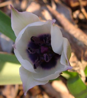 Tulipa humilis coeri oculata