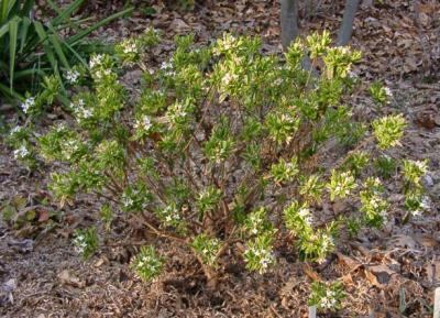 Daphne 'Carol Mackie'