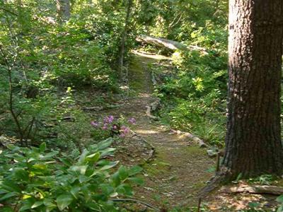 path across glen looking south - middle of the tulip poplar