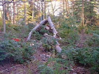 oak limbs down, ready to cut