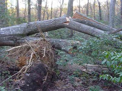 getting the oak limbs down to the ground