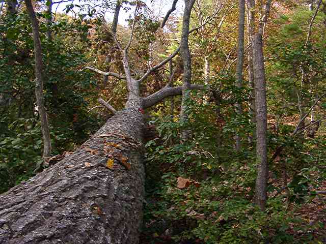 looking north along the oak