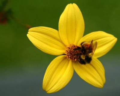 Bee'n Bloom - handheld