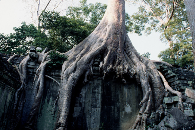   Ta Phrom(Angkor). The jungle fights back.