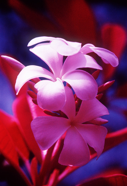   Infra-red film, pretty flower.