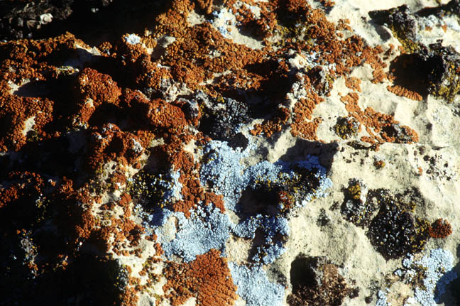 Lichen on rocks.