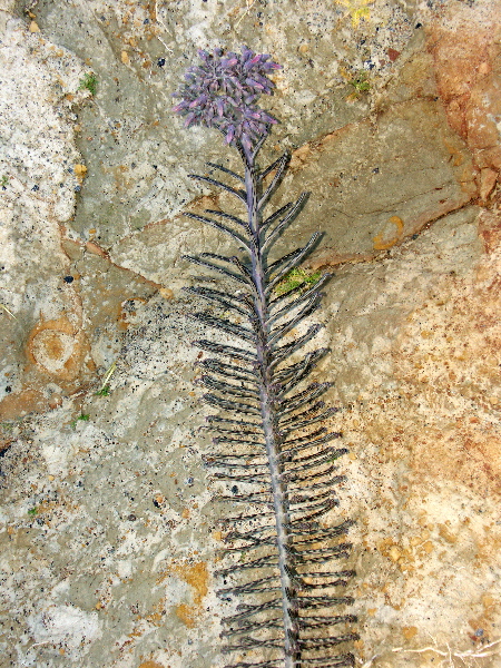 Delicate Tension Two