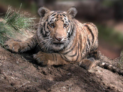 Baby Bengal Tiger at 9 Months