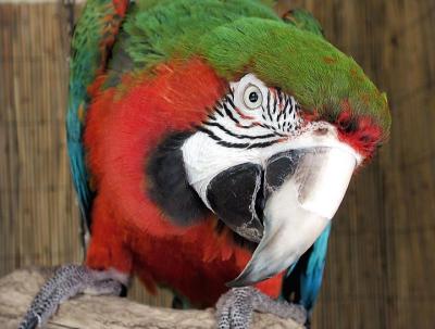 Macaw Nose a.jpg