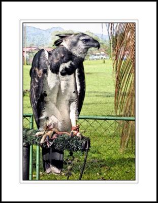 Luigi - Harpy Eagle - Panama