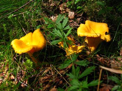 Chanterelles Fruits of the Forest